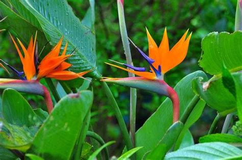 天堂鳥 花語|天堂鳥花語象徵與寓意